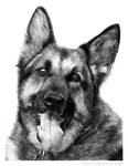 German Shepherd by chandito