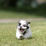 shih tzu running