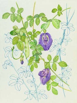 Butterfly Peas