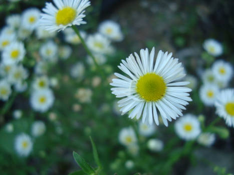 Little Daisies