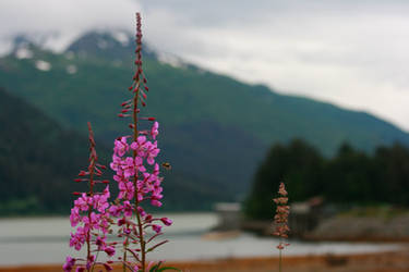 Fireweed