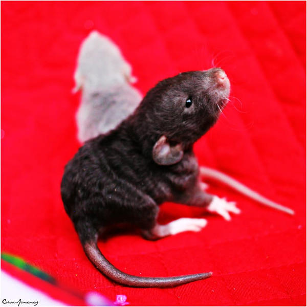 Dumbo Rex Fancy Rat by TheWondrousCorvus on DeviantArt