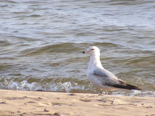 Strolling Along the Beach