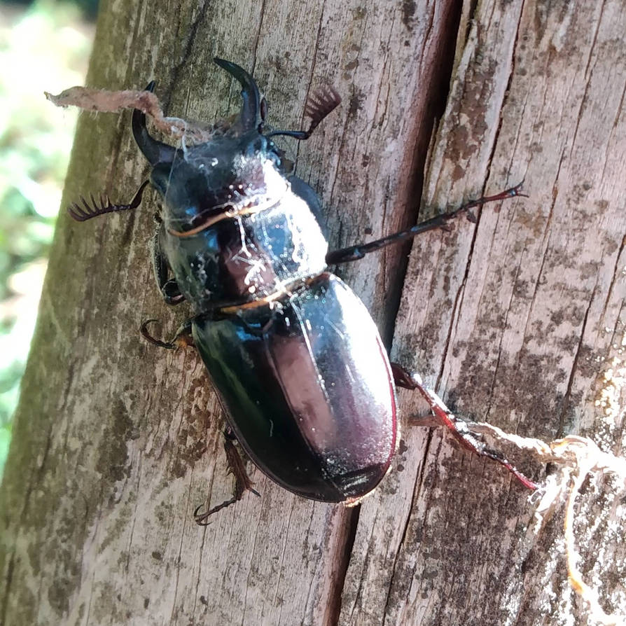 Lucanus Morgan Our friendly Lucanus barbarossa by canavarromagalhaes on DeviantArt