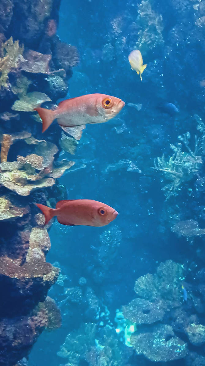 Blub blub oh blub glup blub by Specialwater7 on DeviantArt