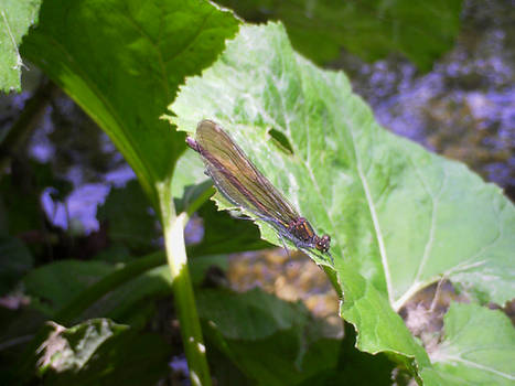 Female Beautiful Demoiselle (Calyopterix Virgo)