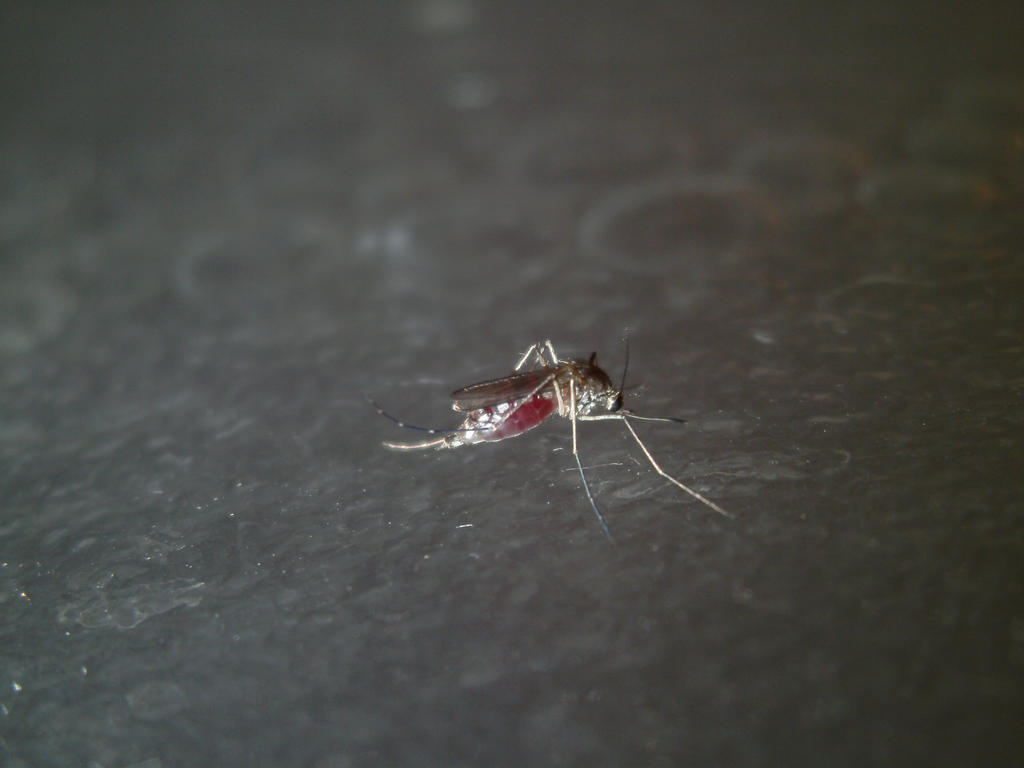 Mosquito full of my blood