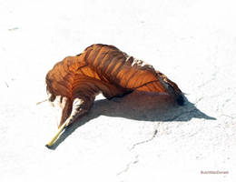 A Leaf Pretending it's an Injured Bear