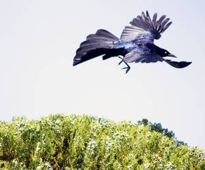 Grackle in the tree top