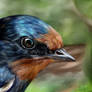 Barn Swallow Portrait