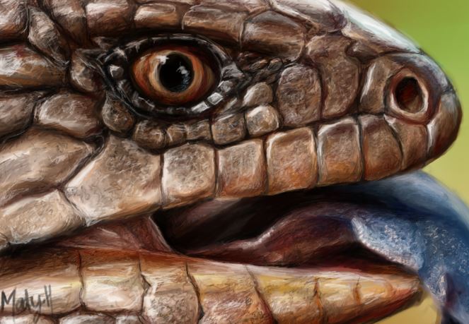 Blue Tongue Lizard Portrait