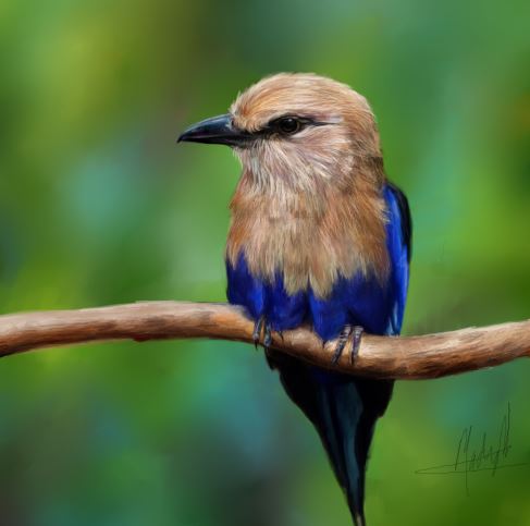 Blue Bellied Roller