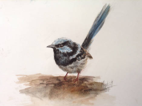 Blue Wren - unfinished