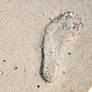 Footprint in the sand