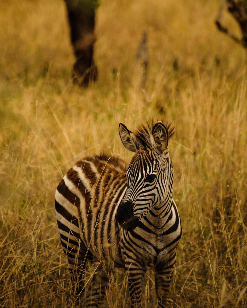 My Little Zebra