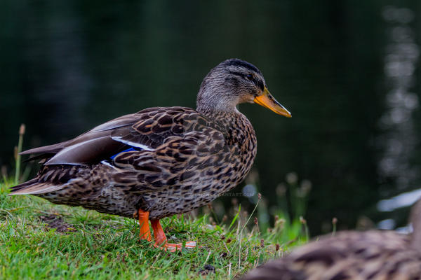 Ente by JBProduktion on DeviantArt Ente by JBProduktion on DeviantArt