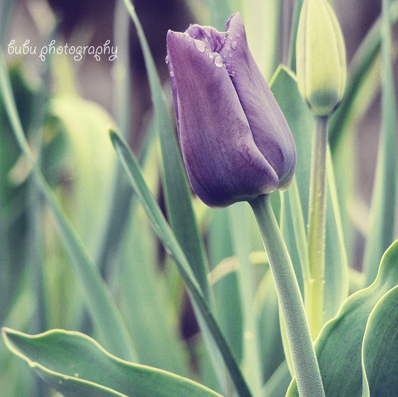 ... purple tulip...