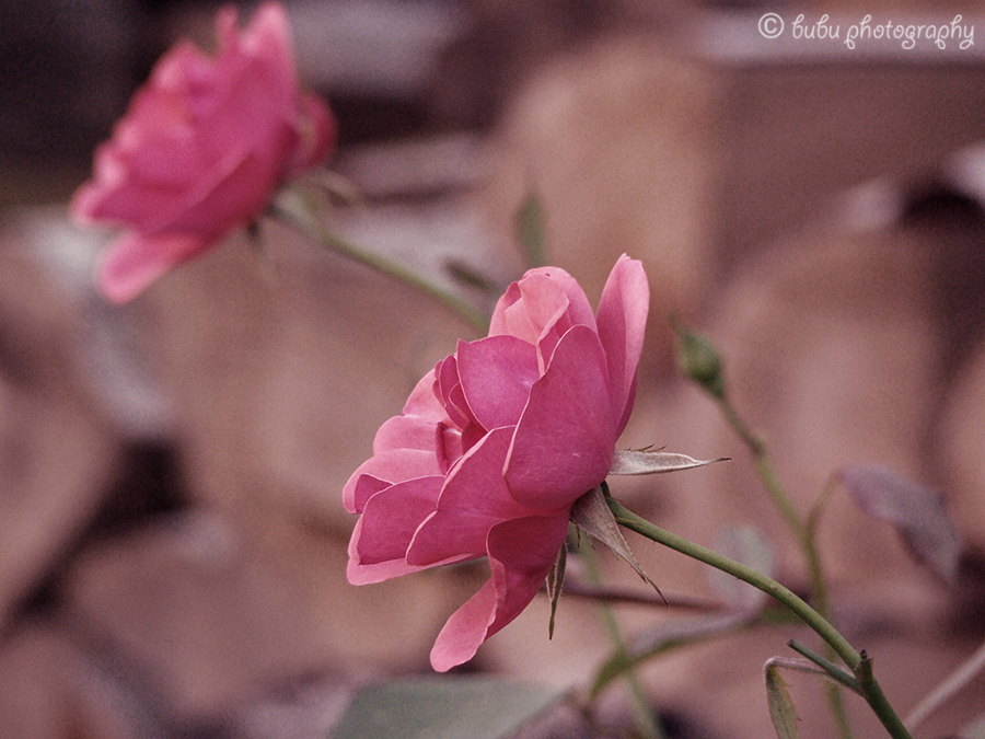 ... la vie en rose...