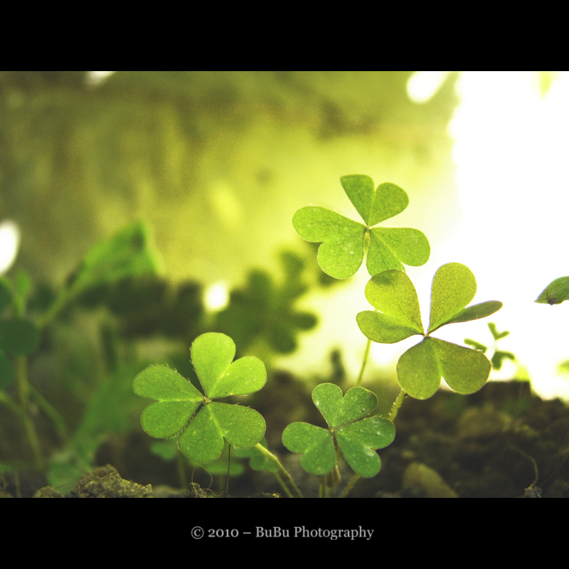 ... Irish Clover...