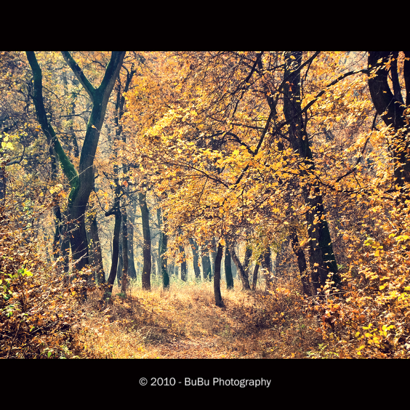 .:Heavenly Forest:.