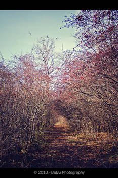 .:Autumn Tunnel:.