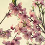 .:Peach blossoms:.