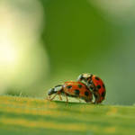 .:Love is everywhere:. by bogdanici