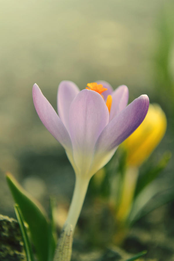 .:Crocus II:.