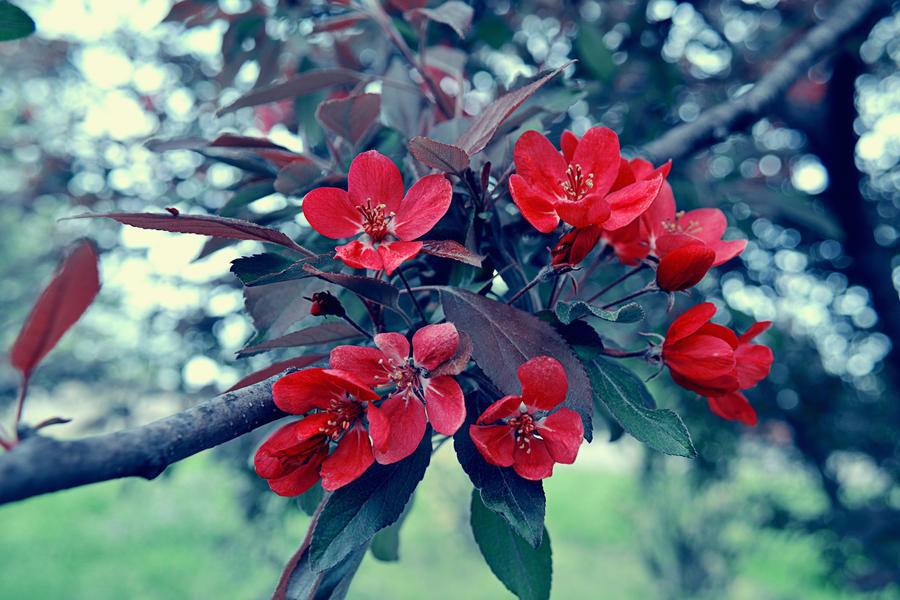 .:Blood Red Sakura:.