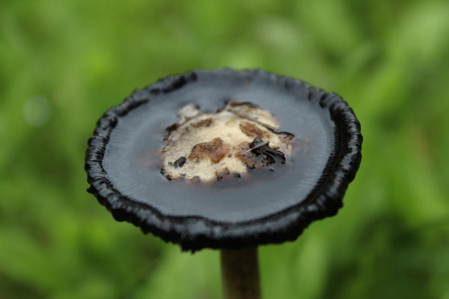 A mushroom with a pool