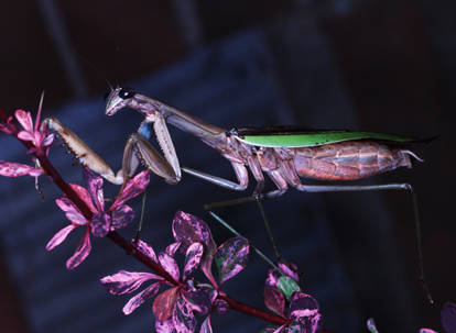 Pray mantis 1