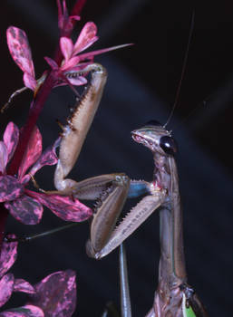 Pray mantis 2