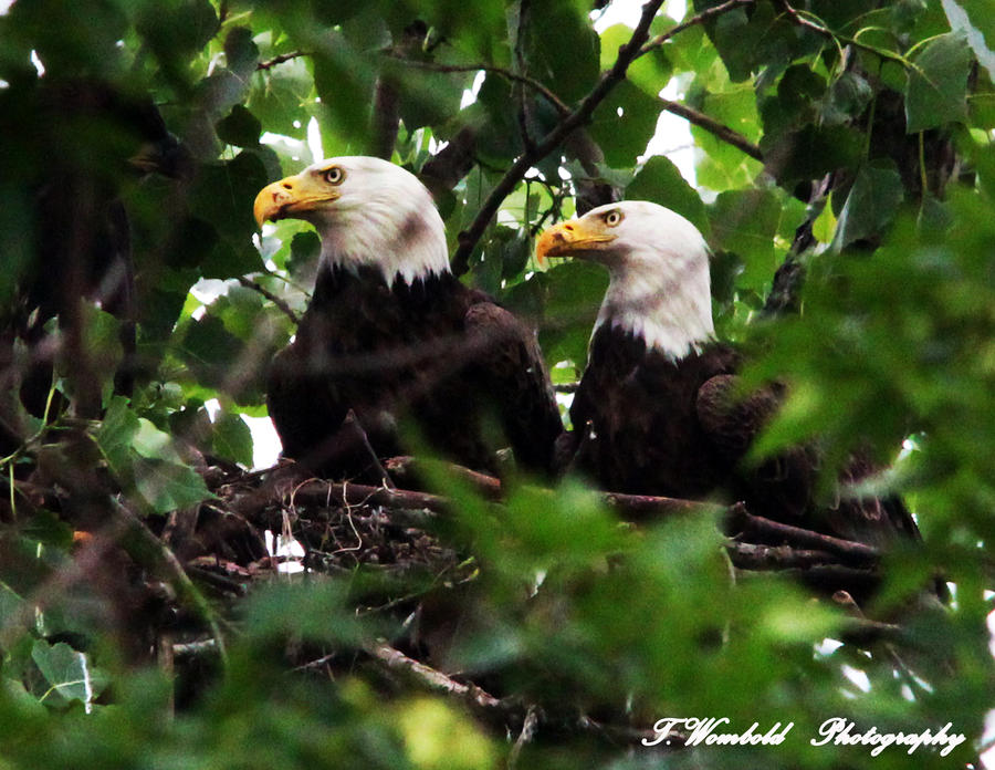 Bald Eagles on the nest