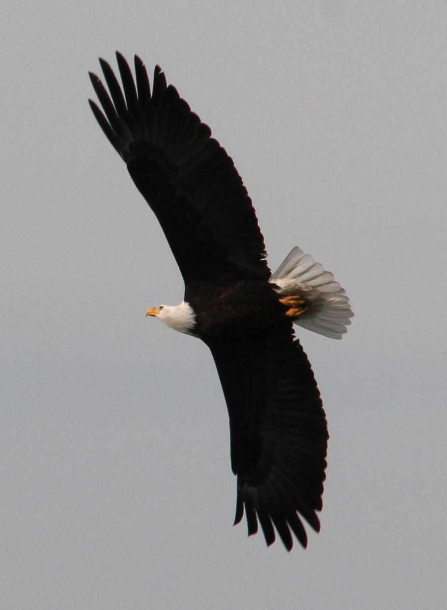 Bald eagle 4989