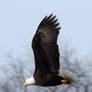 Bald eagle 5020