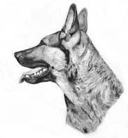 Drawing of Laika.