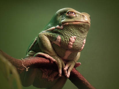 Waxy Monkey Frog