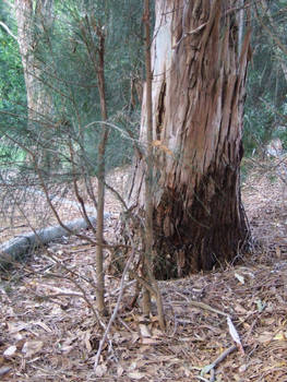 Base of gum tree 2