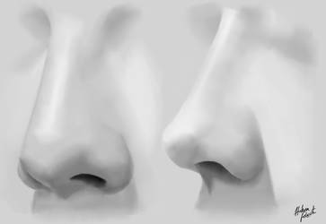 Nose study No.4