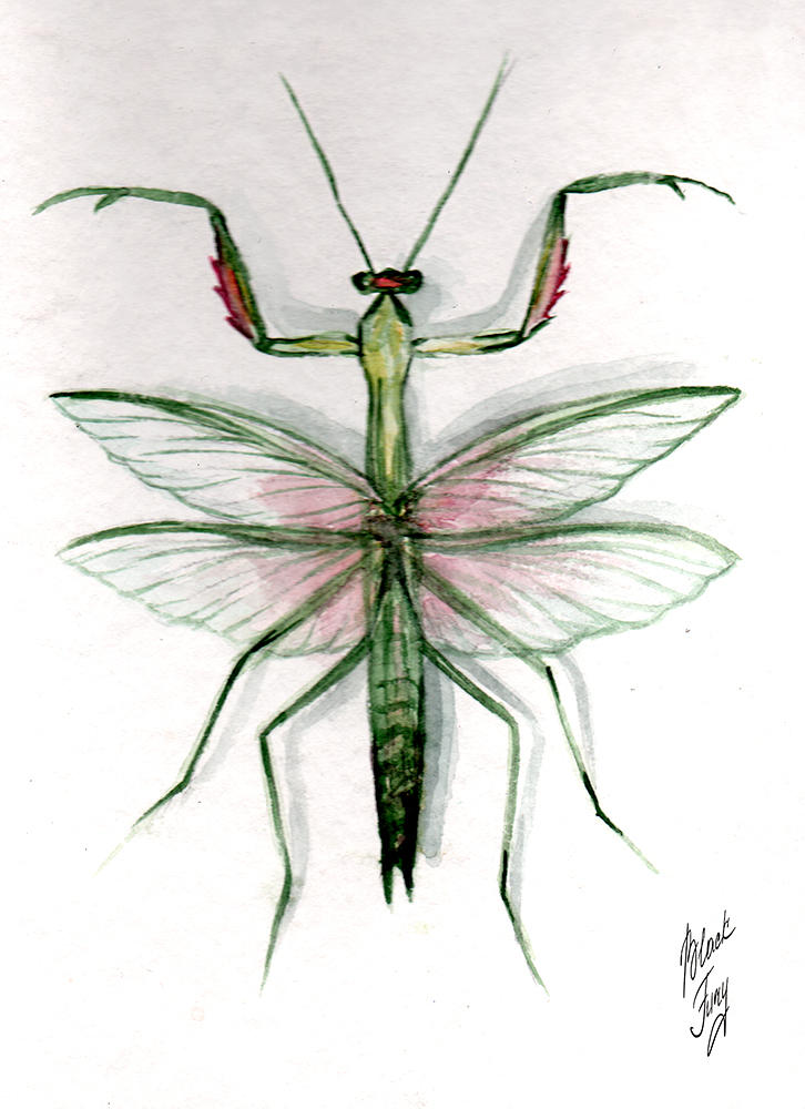 mantis by BlackFuryArt on DeviantArt