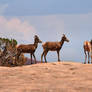 Desert Bighorns