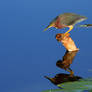 Green Heron