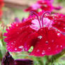 Rain Soaked Flower