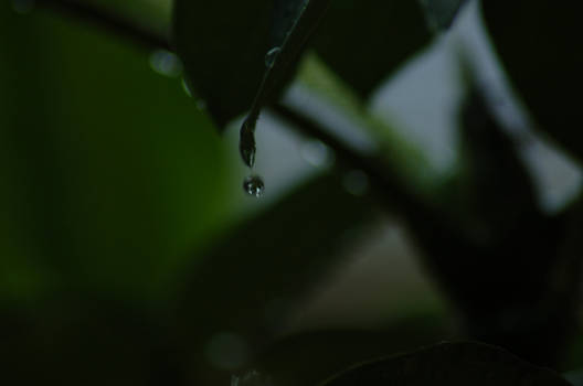 Raindrop