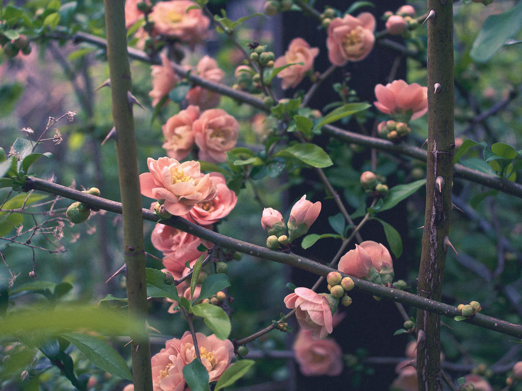 Tick tack toe board of roses