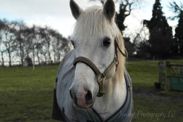 White Pony 3