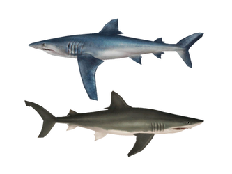 OceanFishing/Grand Mer - Longfin and Shortfin Mako