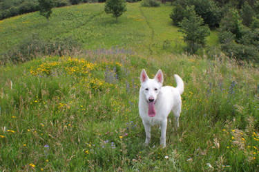 Dog and Flowers