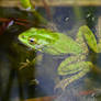 Swimming Water Frog