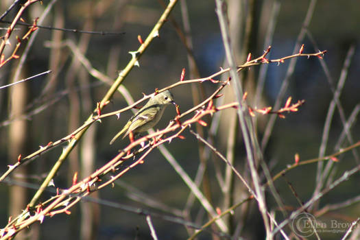 Yellow-Bellied Flycatcher 04/25/2020-03